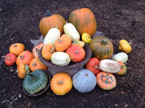 pumpkins at riverside community garden