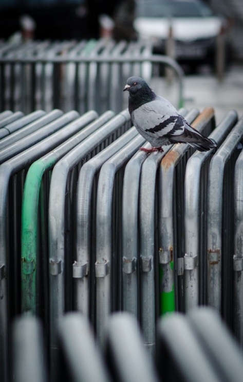 Adam_Chard_Cardiff_January_2016_ - 31