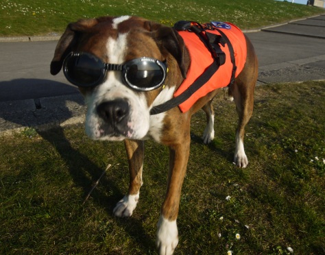 dave_and_bob_rescue_dog_web