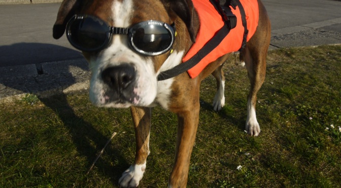 Cardiff’s volunteering dogs – meet Bob