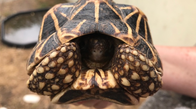 Meet Sully’s tortoise lady – Ann Ovenstone, MBE