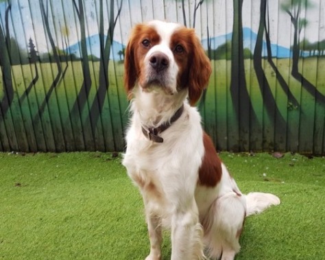 A large brown and white spaniel