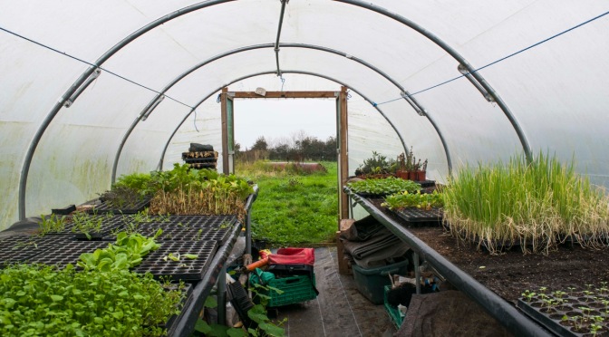 Riverside Market Garden – behind the scenes