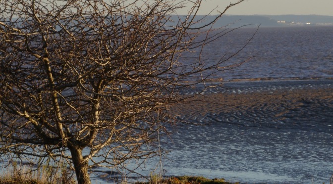 Cardiff’s birds: autumn migrations