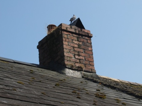 A pidgeon suns itself on a chimney pot