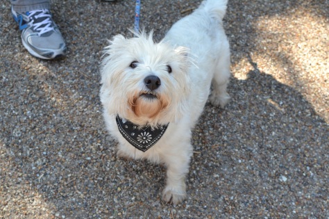 street-scene-wag-the-dog-web