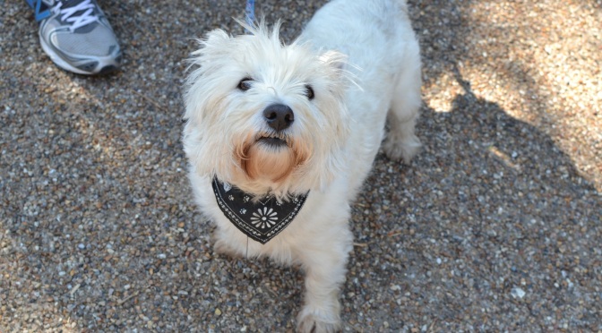 Street seen: wag that tail