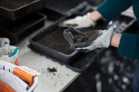 Ty Gwydr - The Greenhouse - 'Sow-a-thon'