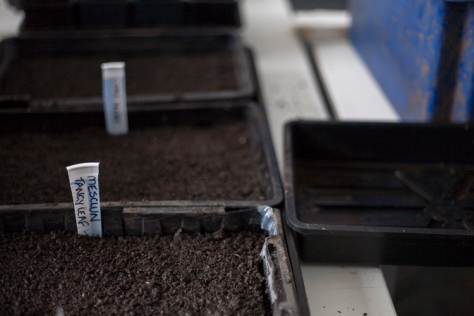 Ty Gwydr - The Greenhouse - 'Sow-a-thon'